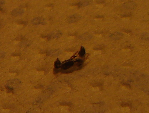 Avispabeneficacomepulgon1_zps7f55ae98.png