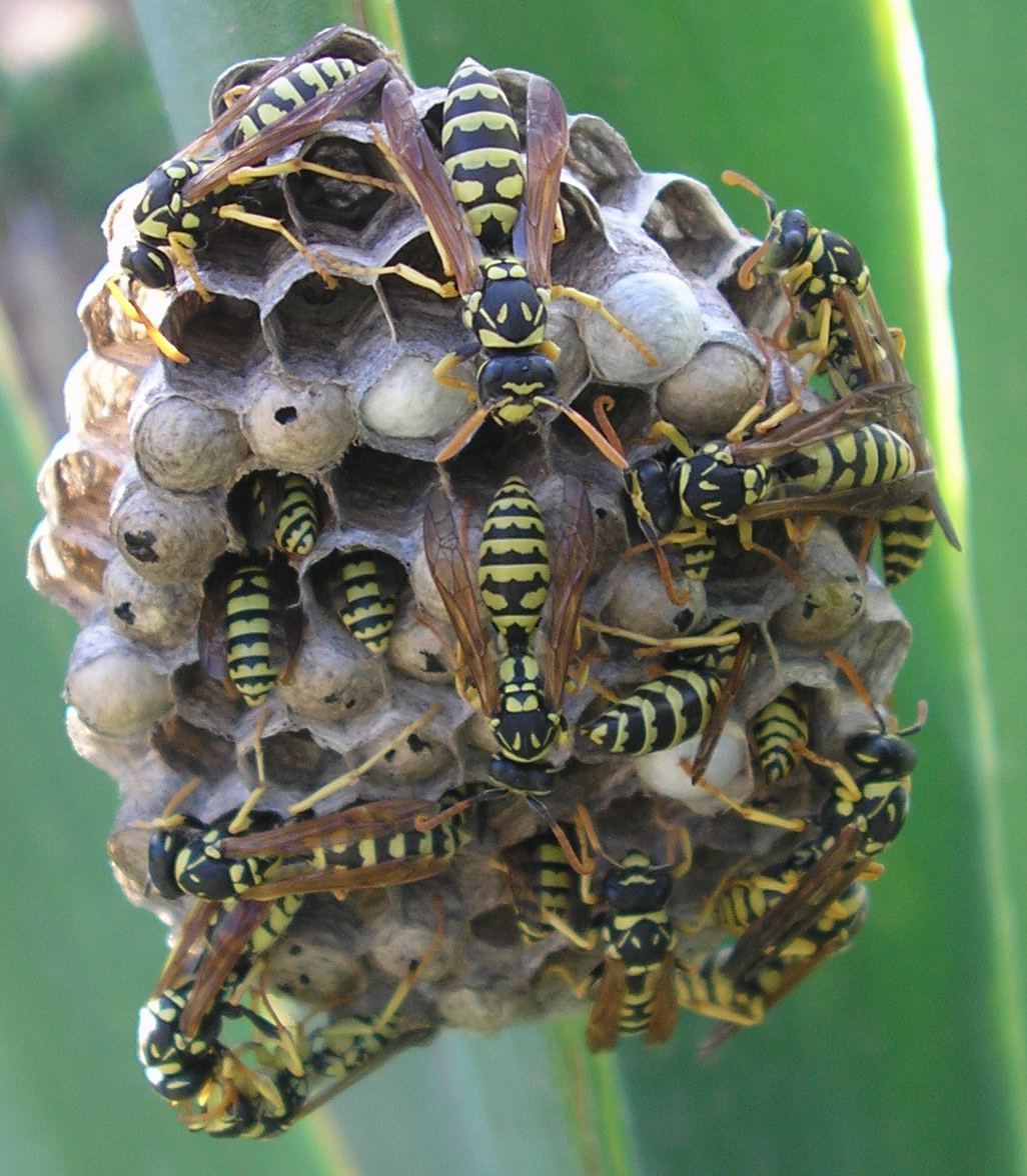 avispero%20Polistes%20gallicus.jpg