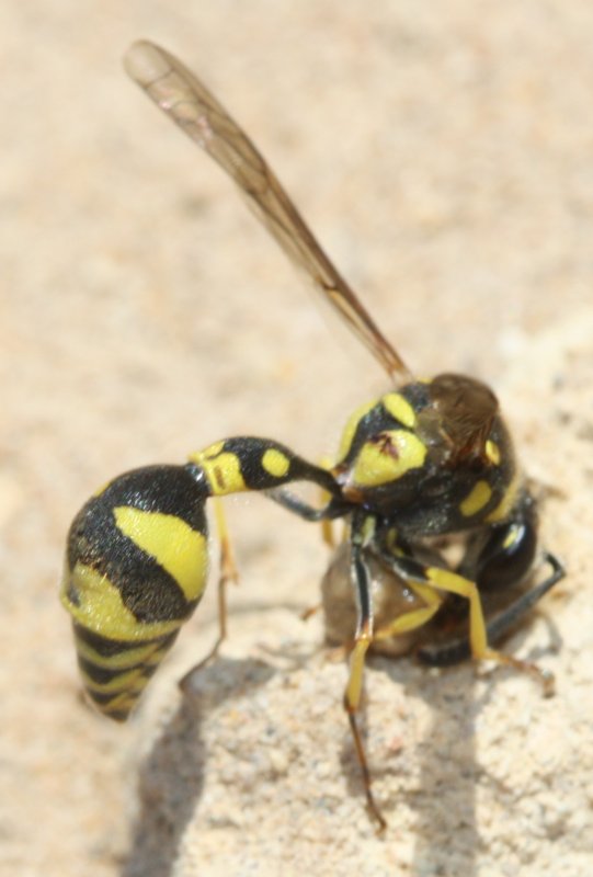 avispgjb1.jpg