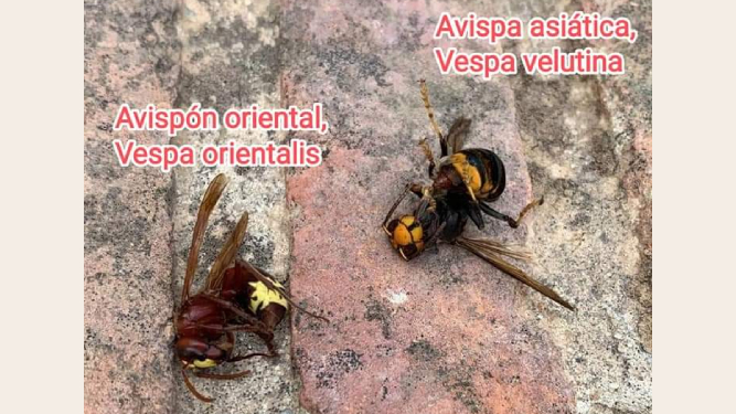 avispon-oriental-avispa-asiatica_1717338527_165398646_667x375.jpg