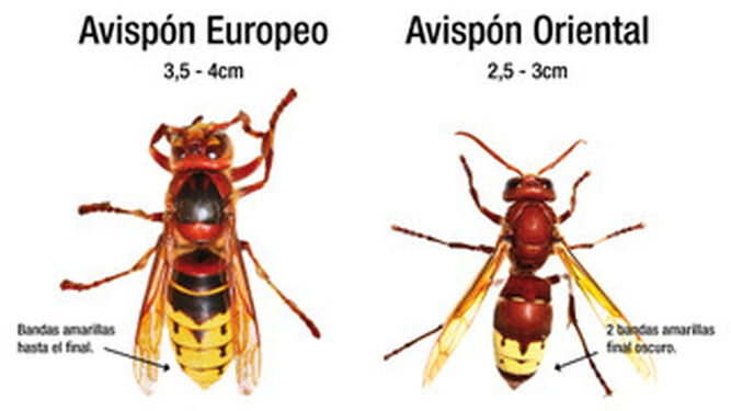 avispon-oriental-comparado-europeo_1469563310_122109843_667x375.jpg