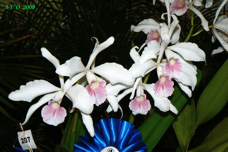 AVO_2009_C_01.jpg