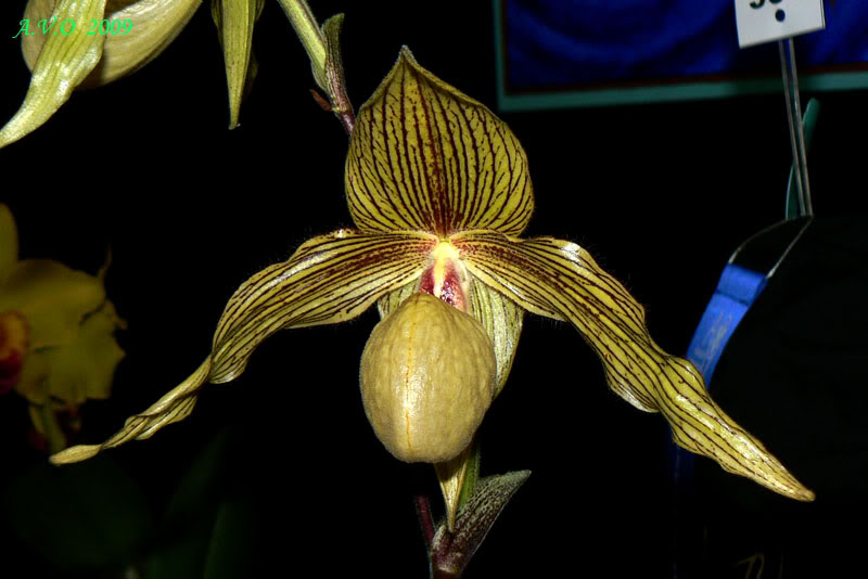 AVO_2009_C_14.jpg