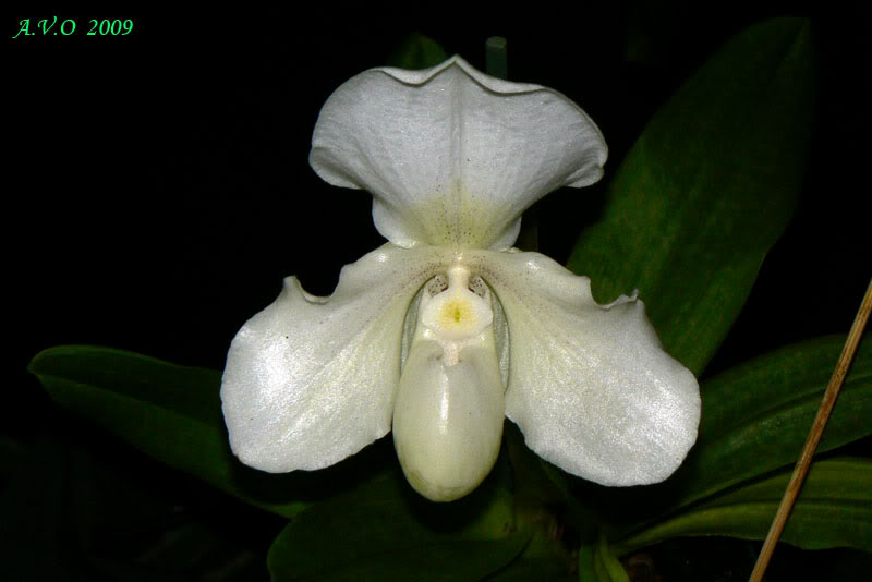 AVO_2009_C_17.jpg