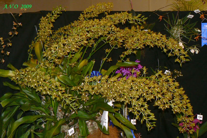 AVO_2009_C_22.jpg