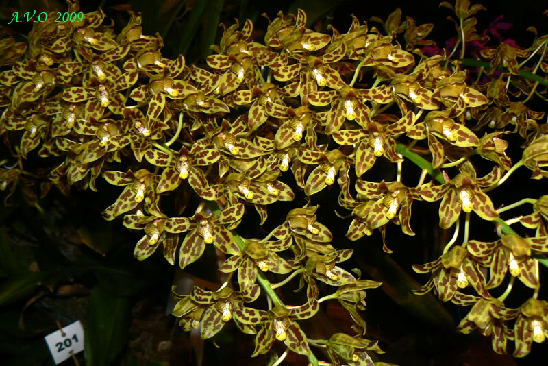 AVO_2009_C_23.jpg