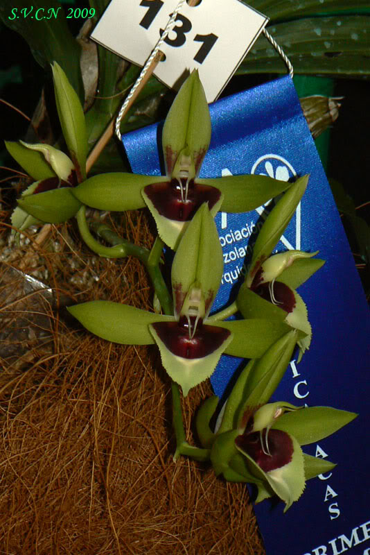 AVO_2009_C_28.jpg