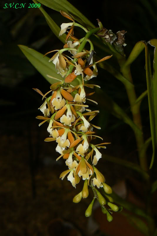AVO_2009_C_31.jpg