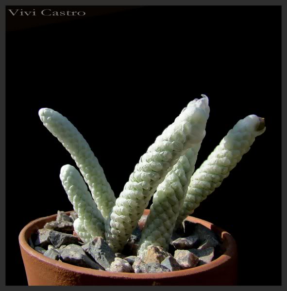 Avoniapapiracea2.jpg