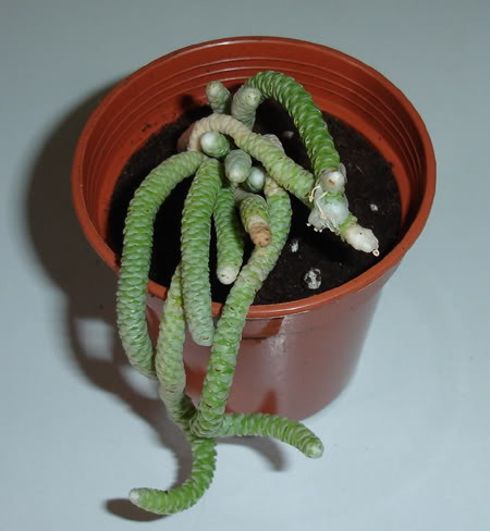 avoniapapyracea04_2008.jpg