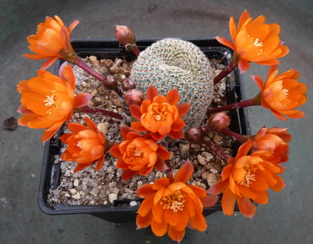 Aylosteraheliosa_zps7ed110f1.jpg