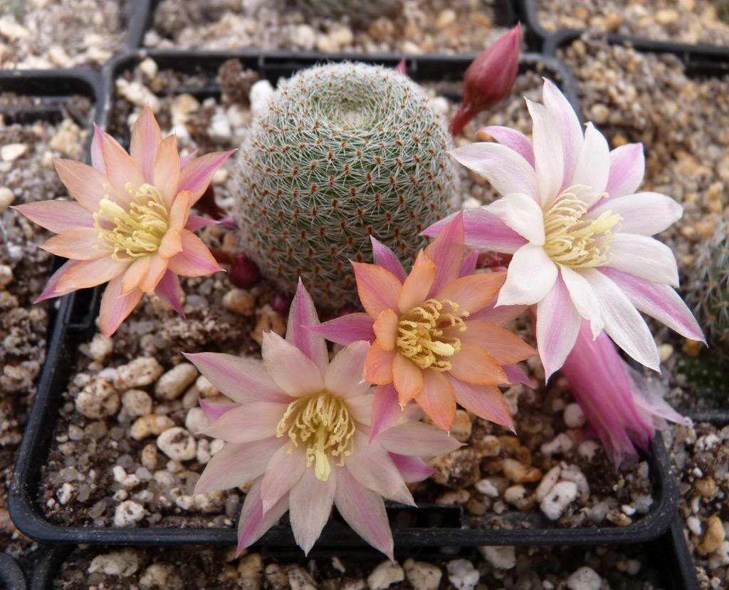 Aylosteraheliosaalbiflora_zps830b9451.jpg