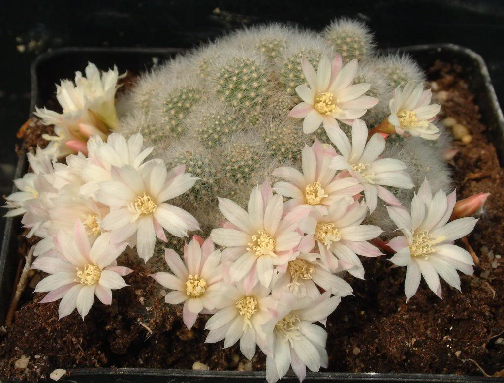 Aylosterapulvinosaalbiflora01_zpsa44ebd32.jpg