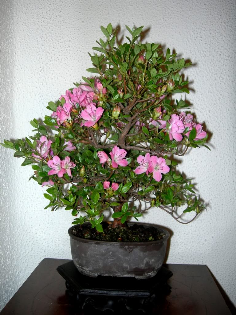 azalea-2.jpg
