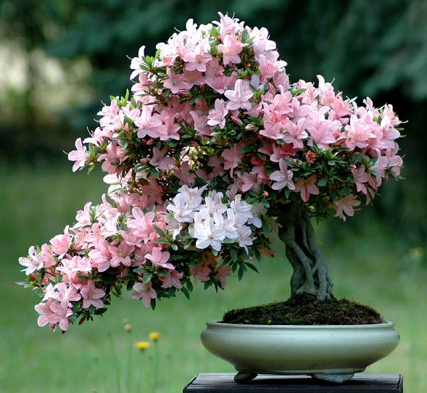 azalea%20indicum%2060cm.jpg