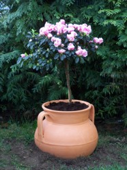 azalea%7E0.jpg