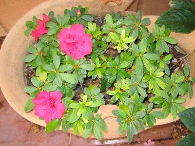 azalea%7E0.jpg