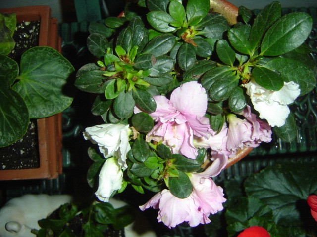 azalea%7E1.jpg