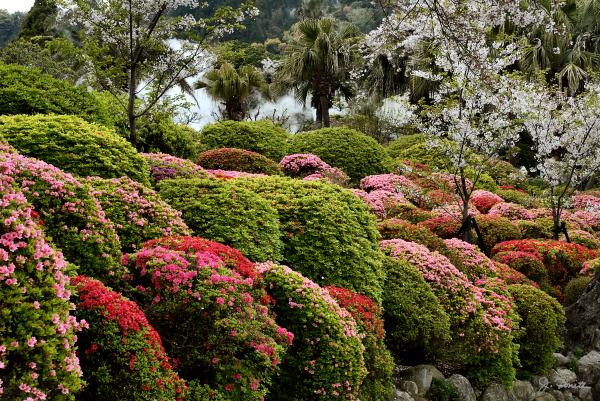azalea-bush-garden-joe-bonita.jpg