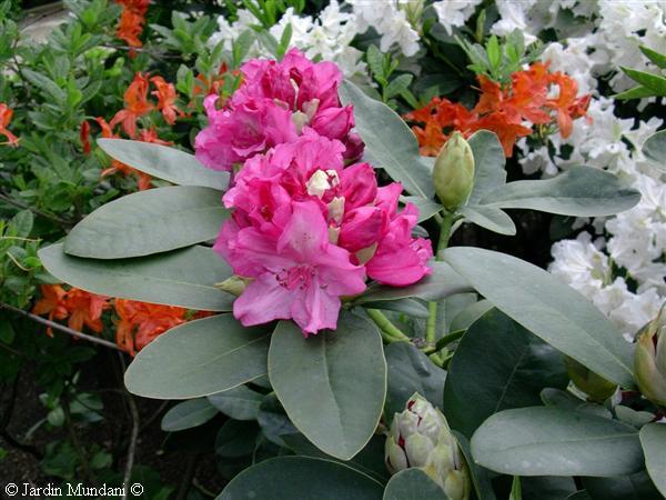 Azaleas o rododendros: ¿en qué se diferencian?