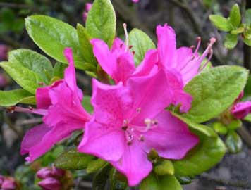 azalea-japonica.jpg