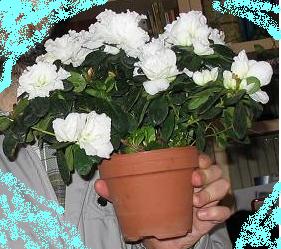 azalea1%7E0.JPG