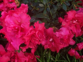 azalea10.jpg