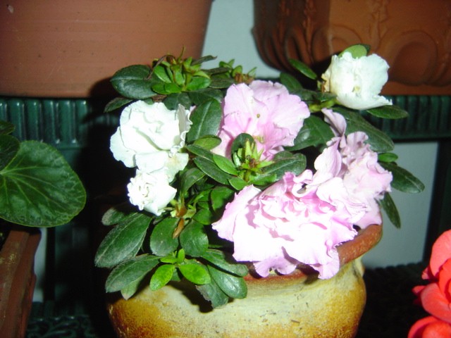 azalea2%7E0.jpg