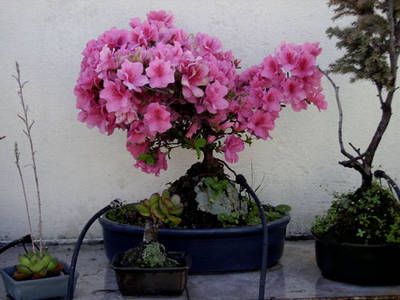 azalea_.jpg