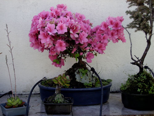 azalea_.jpg