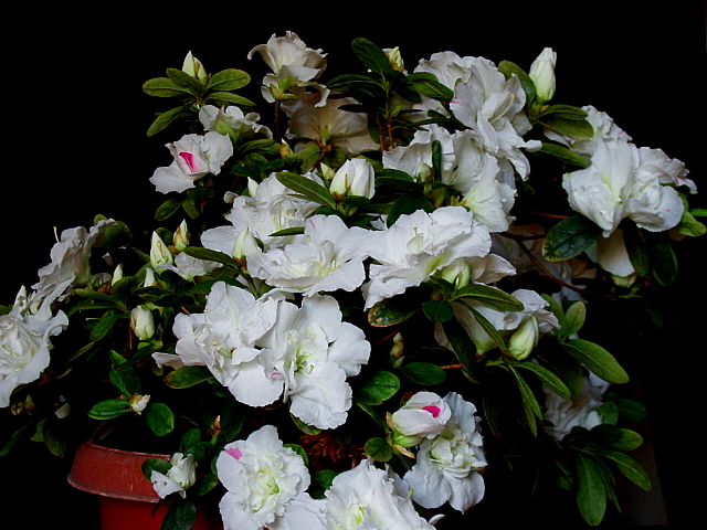 azalea_blanca1.jpg