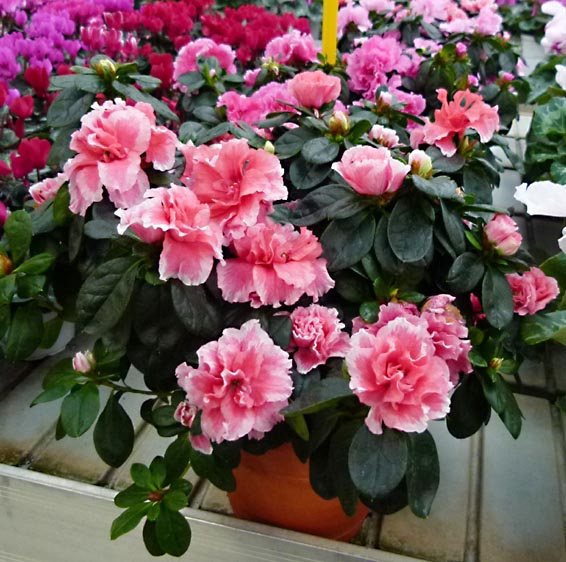 azalea_P1030534.jpg