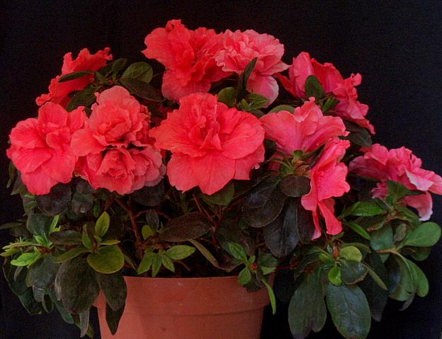 azalea_rosa_sombra.jpg