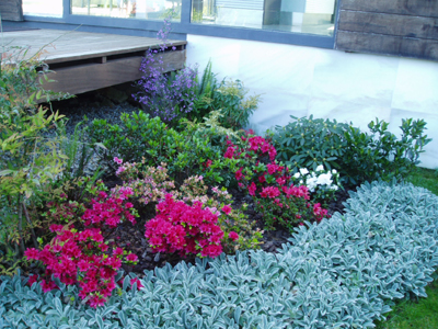 azaleas13.jpg