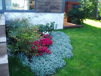 azaleas2.jpg
