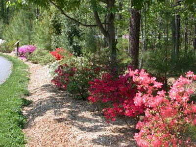 azaleas2.jpg