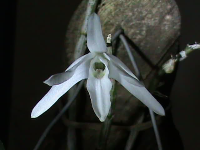 azf01v.jpg