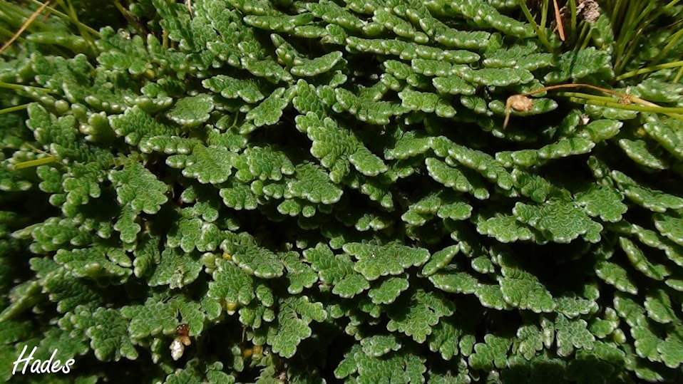 azolla.jpg