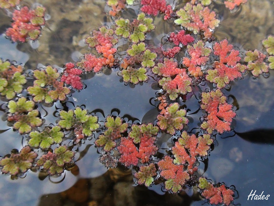 azolla.jpg