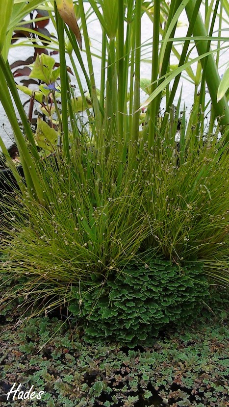 azolla2.jpg