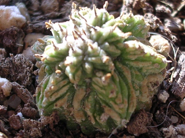 Aztekium_ritterii_003.jpg