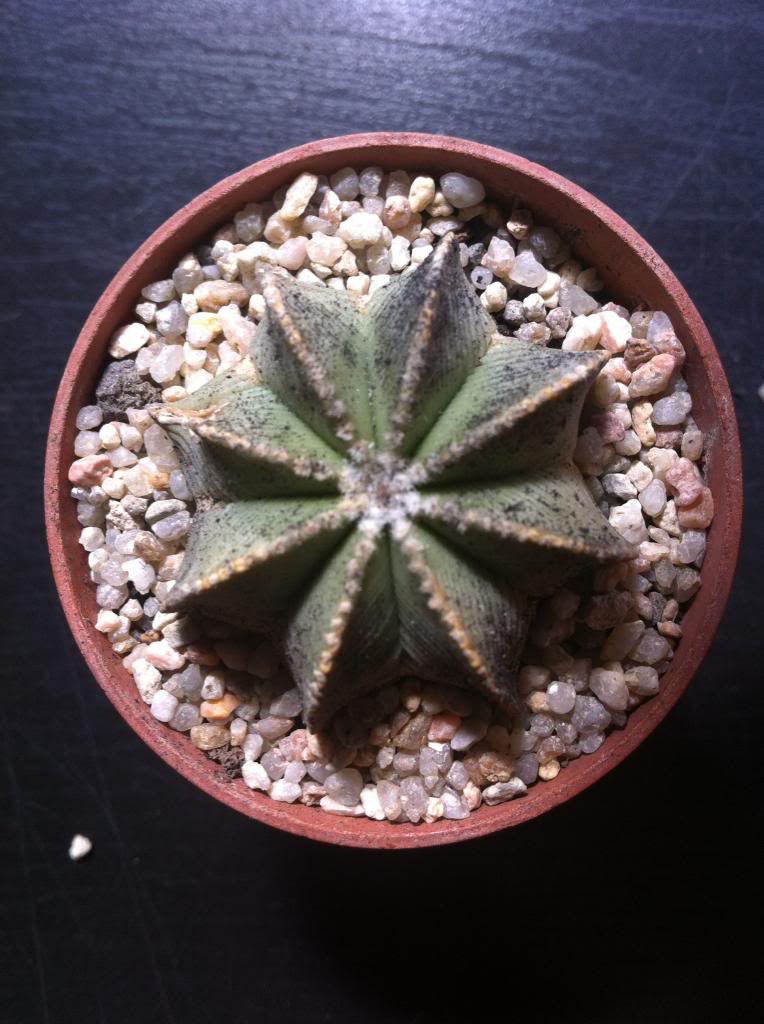aztekiumhintonni_zps900bf791.jpg