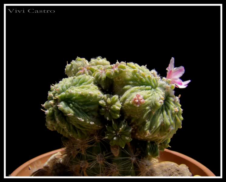 Aztekiumritteri20113.jpg