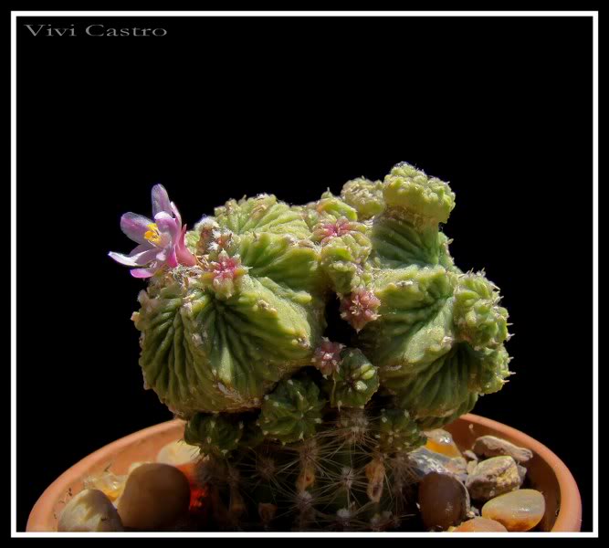 Aztekiumritteri20114.jpg