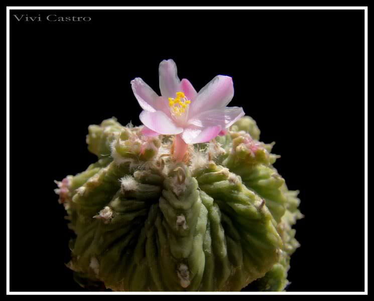 Aztekiumritteri20116.jpg