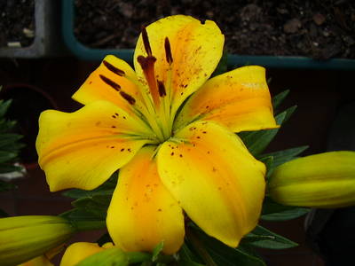 Azucena_amarilla_con_pintitas_naranjas.JPG