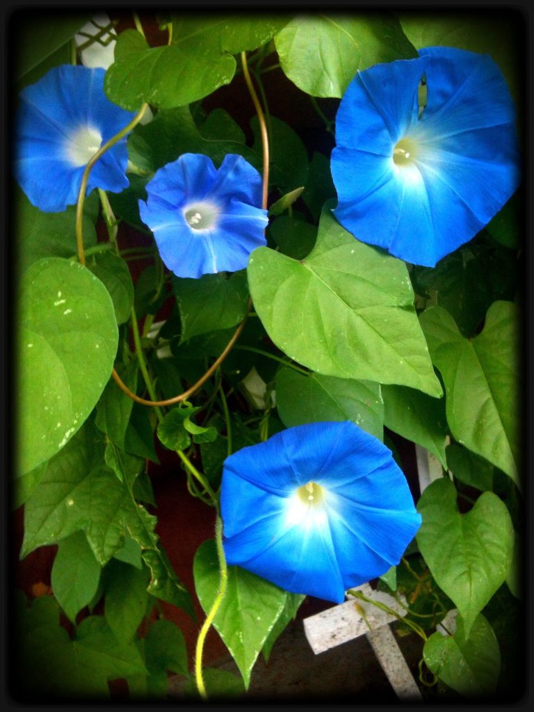 azul2.jpg