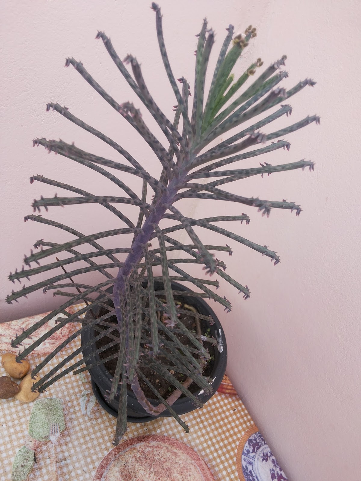 b%25C3%25A1lsamo_alem%25C3%25A3o_%2528kalanchoe_delagoensis%2529_X01.jpg