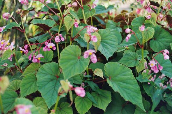 B-Begonia-grandis-Evansiana.jpg