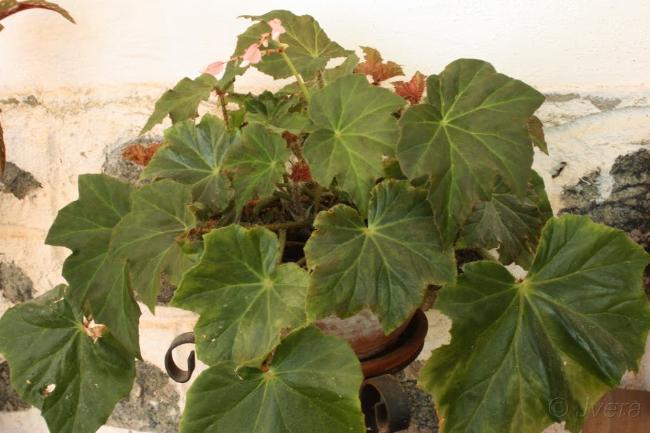 b-ricinofolia2.jpg
